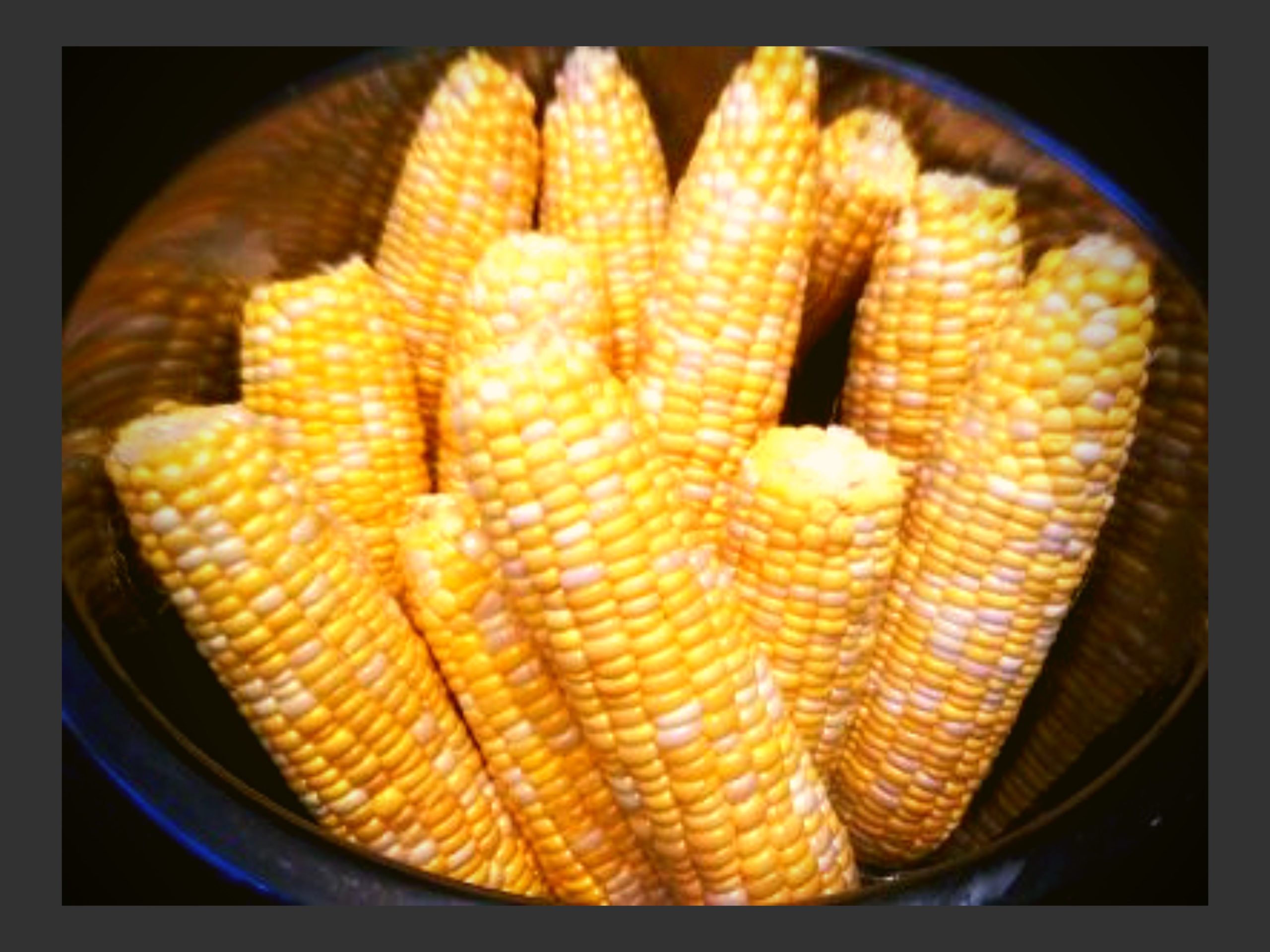 12 uncooked ears of corn in an Instant Pot